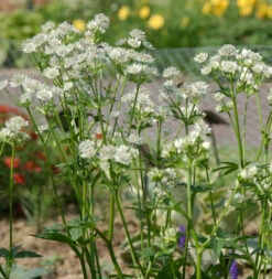 Sterndolde Snowstar - Astrantia Major