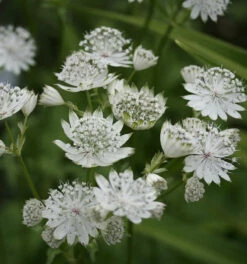 Sterndolde Shaggy - Astrantia Major