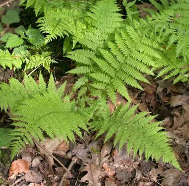 Wald Frauenfarn - Großer Topf - Athyrium Filix Femina 3 Wald Frauenfarn - Großer Topf - Athyrium Filix Femina