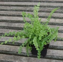 Frauenfarn Frizelliae - Athyrium Filix Femina