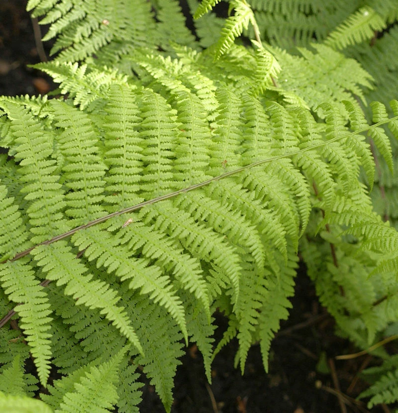 Frauenfarn Lady In Red - Athyrium Filix Femina 3 Frauenfarn Lady In Red - Athyrium Filix Femina