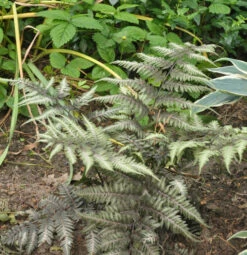 Regenbogenfarn - Großer Topf - Athyrium Niponicum