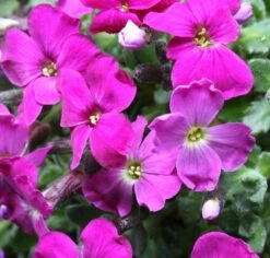 Blaukissen Red Carpet - Aubrieta Cultorum