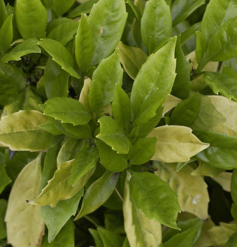 Japanische Aucube Rozannie 80-100cm - Aucuba Japonica 3 Japanische Aucube Rozannie 80-100cm - Aucuba Japonica