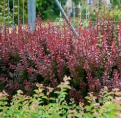 Beberitze Concorde 20-25cm - Berberis Thunbergii