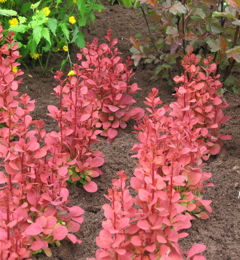 Säulen Beberitze Orange Sunrise 15-20cm - Berberis Thunbergii 3 Säulen Beberitze Orange Sunrise 15-20cm - Berberis Thunbergii