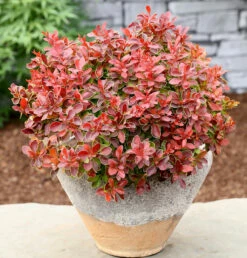 Beberitze Admiration® 15-20cm - Berberis Thunbergii