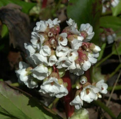 Bergenie Silberlicht - Bergenia Cordifolia