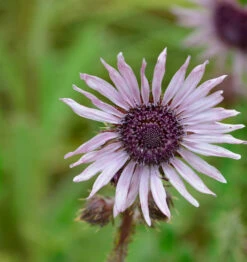 Südafrikanische Purpur Distel - Berkheya Purpurea