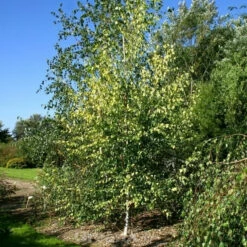 Gelbblättrige Birke 125-150cm - Betula Pendula