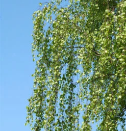 Birke Long Trunk 125-150cm - Betula Pendula