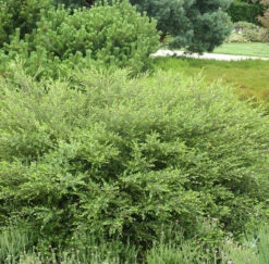 Polarbirke Zwergbirke 60-80cm - Betula Nana