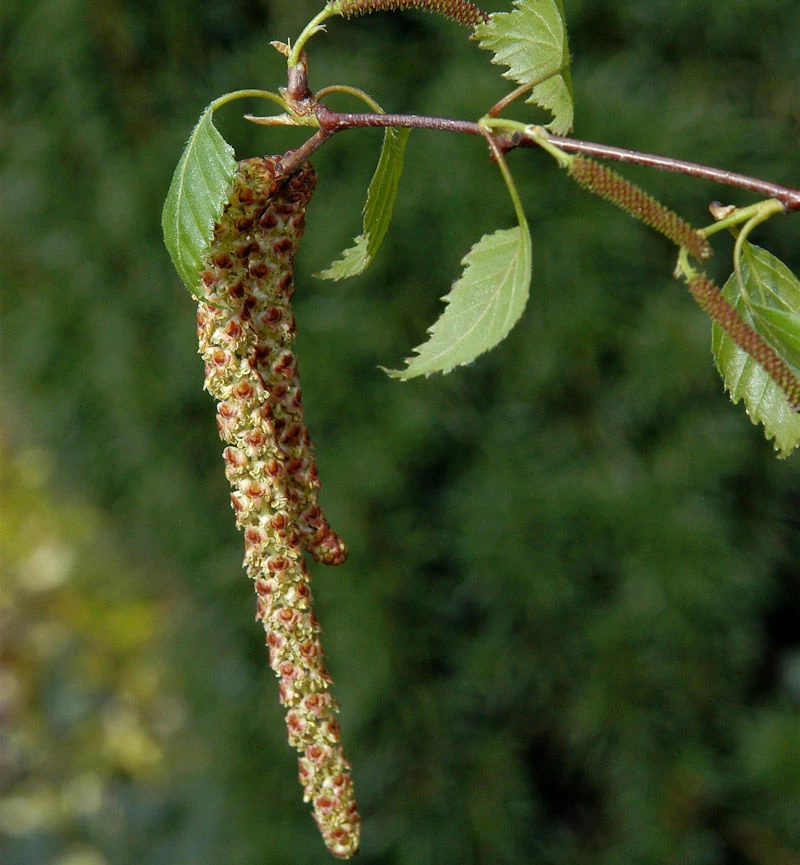 Sand Birke 100-125cm - Betula Pendula 3 Sand Birke 100-125cm - Betula Pendula