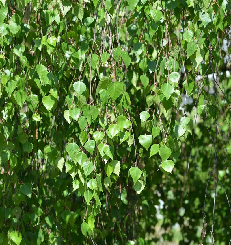 Trauer Birke 100-125cm - Betula Pendula 3 Trauer Birke 100-125cm - Betula Pendula