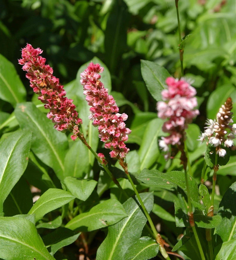 Schneckenknöterich Kabouter - Bistorta Affine 3 Schneckenknöterich Kabouter - Bistorta Affine