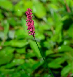 Kerzenknöterich J.S.Calor® - Bistorta Amplexicaulis