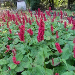 Kerzenknöterich Inverleith - Bistorta Amplexicaulis