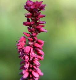 Kerzenknöterich Taurus - Bistorta Amplexicaule