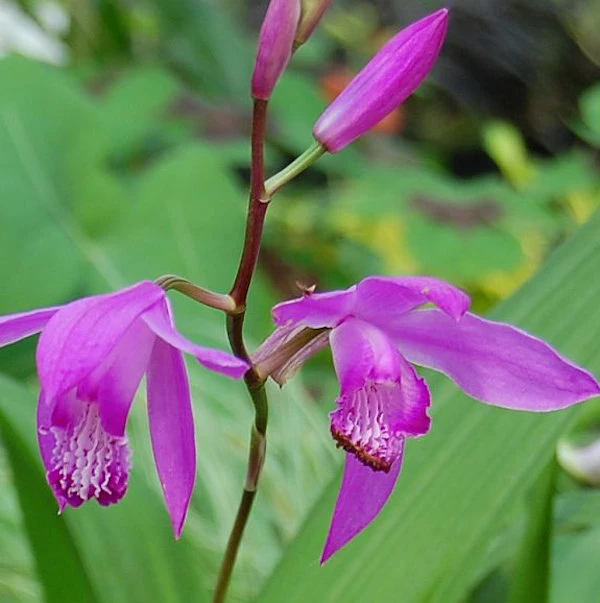 China Freiland Orchidee - Bletilla Striata 3 China Freiland Orchidee - Bletilla Striata