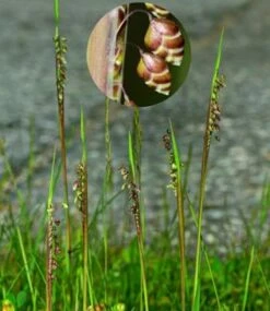 Zittergras - Großer Topf - Briza Media
