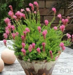 10x Ährenheide Balkan Rose - Bruckenthalia Spiculifolia