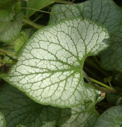 Kaukasus Vergißmeinnicht Jack Frost - Großer Topf - Brunnera Macrophylla