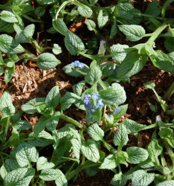 Kaukasus Vergißmeinnicht Silver Heart - Brunnera Macrophylla 3 Kaukasus Vergißmeinnicht Silver Heart - Brunnera Macrophylla