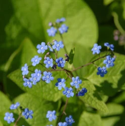 Kaukasus Vergißmeinnicht - Brunnera Macrophylla