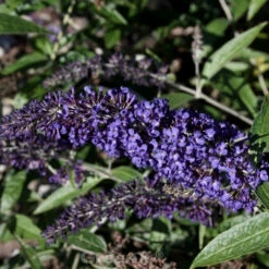 Zwerg Schmetterlingsstrauch Blue Chip Jr. 60-80cm - Buddleja