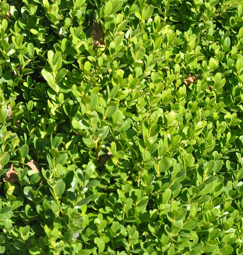 Buchsbaum Suffruticosa 25-30cm - Buxus Sempervirens 3 Buchsbaum Suffruticosa 25-30cm - Buxus Sempervirens