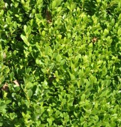 10x Buchsbaum Suffruticosa 10-15cm - Buxus Sempervirens