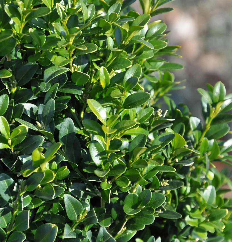 10x Hoher Buchsbaum 10-15cm - Buxus Sempervierens Arborescens 3 10x Hoher Buchsbaum 10-15cm - Buxus Sempervierens Arborescens