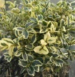 Buntblättriger Buchsbaum 20-25cm - Buxus Sempervirens