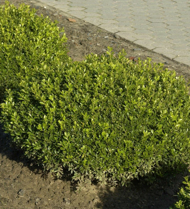 Buchsbaum Herrenhausen 25-30cn - Buxus Sempervirens 3 Buchsbaum Herrenhausen 25-30cn - Buxus Sempervirens