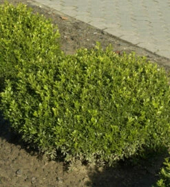 Buchsbaum Herrenhausen 50-60cm - Buxus Sempervirens