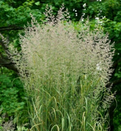 Reitgras Karl Förster - Calamagrostis Acutiflora
