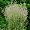 Reitgras Karl Förster - Großer Topf - Calamagrostis Acutiflora -NR-01 Verkäufe Calamagrostis acutiflora Karl Frster 1
