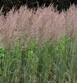 Reitgras Overdam - Calamagrostis Acutiflora