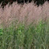 Reitgras Overdam - Großer Topf - Calamagrostis Acutiflora 1 Reitgras Overdam - Großer Topf - Calamagrostis Acutiflora -NR-01 Verkäufe Calamagrostis acutiflora Overdam 1