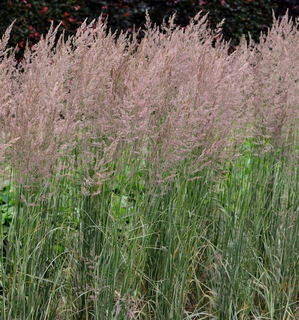 Reitgras Overdam - Großer Topf - Calamagrostis Acutiflora 3 Reitgras Overdam - Großer Topf - Calamagrostis Acutiflora