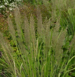 Berg Reitgras - Calamagrostis Varia