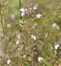 Kleinblättrige Bergminze Alba - Calamintha Nepeta