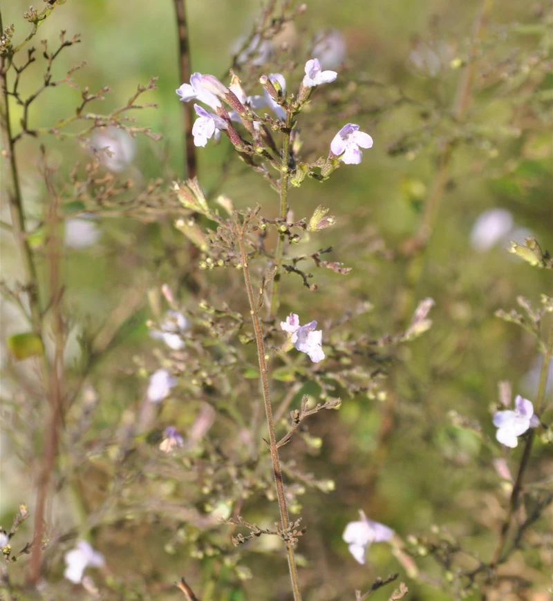 Kleinblättrige Bergminze Alba - Calamintha Nepeta 3 Kleinblättrige Bergminze Alba - Calamintha Nepeta