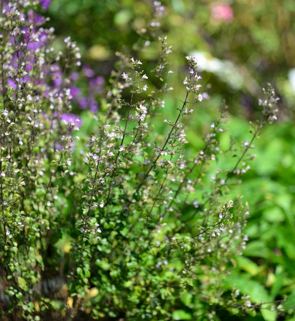 Kleinblättrige Bergminze Triumphator - Calamintha Nepeta 3 Kleinblättrige Bergminze Triumphator - Calamintha Nepeta