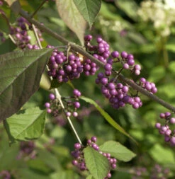 Schönfrucht Pearl Glam 40-60cm - Callicarpa
