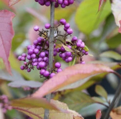 Hochstamm Liebesperlenstrauch Schönfrucht Profusion 60-80cm - Callicarpa Bodinieri