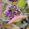 Liebesperlenstrauch Schönfrucht Profusion 125-150cm - Callicarpa Bodinieri 1 Liebesperlenstrauch Schönfrucht Profusion 125-150cm - Callicarpa Bodinieri -NR-01 Verkäufe Callicarpa Profusion 6