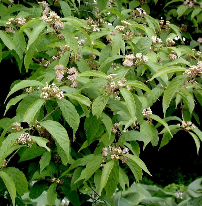 Weißbeeriger Liebesperlenstrauch 40-60cm - Callicarpa Japonica 3 Weißbeeriger Liebesperlenstrauch 40-60cm - Callicarpa Japonica