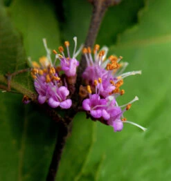 Liebesperlenstrauch Schönfrucht Girald 60-80cm - Callicarpa Bodinieri Giraldii