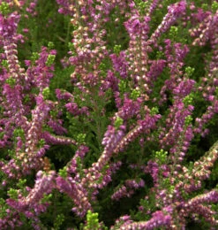 10x Besenheide Allegro - Calluna Vulgaris